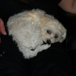 Meet your Posher, Maxine